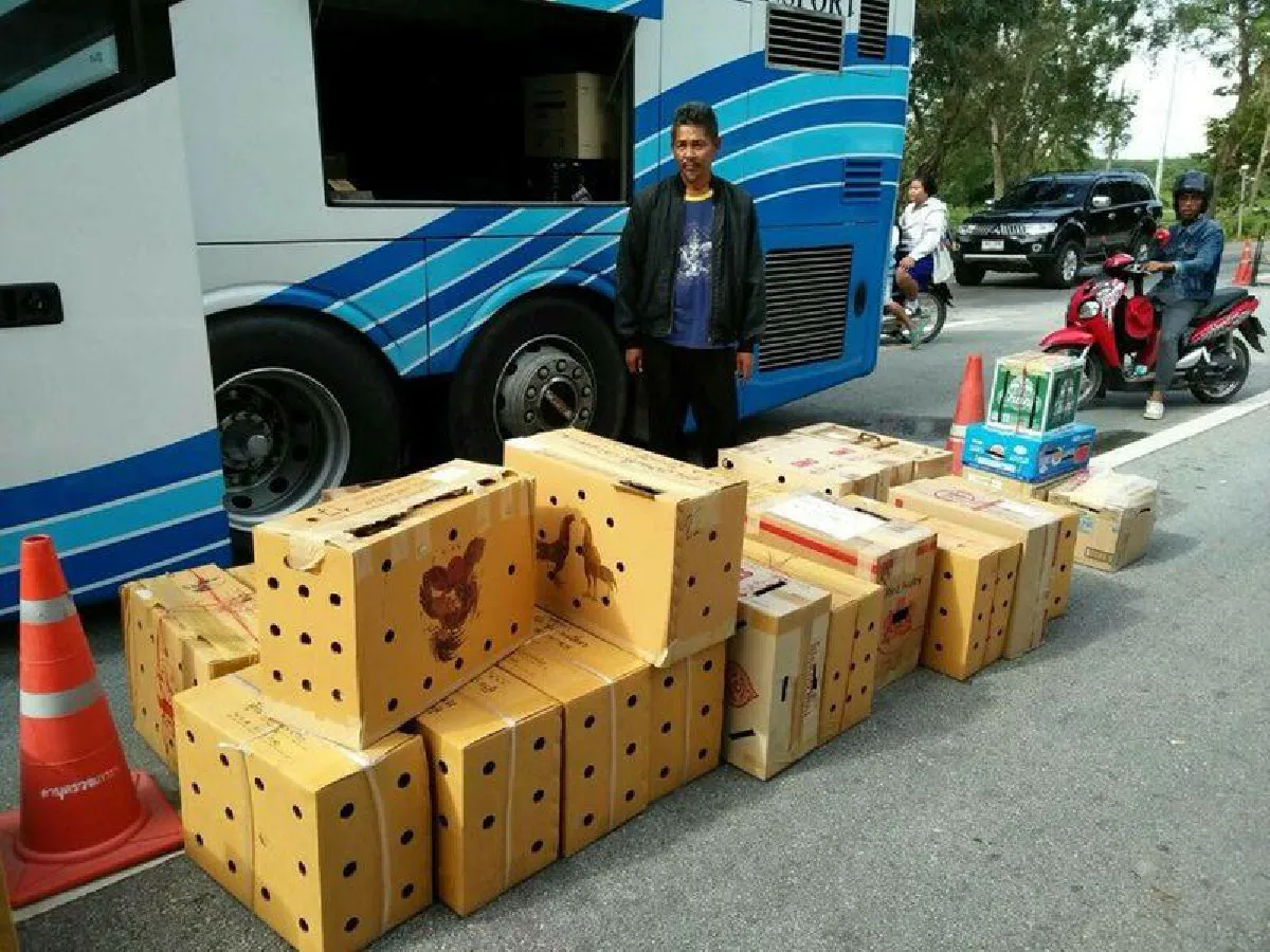 หยุดรังแกคนที่ไม่มีทางสู้.. โก๊ะตี๋ ถามค้าขายไก่ชนผิดร้ายแรงเหรอ?