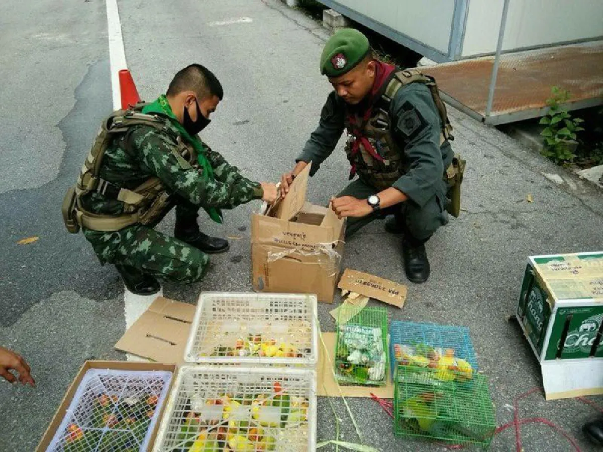 หยุดรังแกคนที่ไม่มีทางสู้.. โก๊ะตี๋ ถามค้าขายไก่ชนผิดร้ายแรงเหรอ?