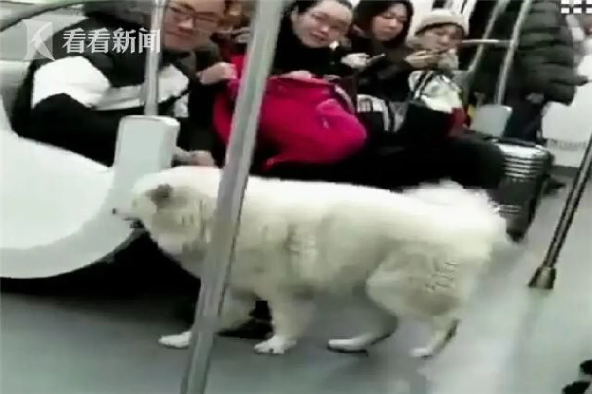 เจ้าตูบจอมซนแอบหนีเที่ยว ขึ้นรถไฟไปหาหมาไซบีเรียนอีกตัว