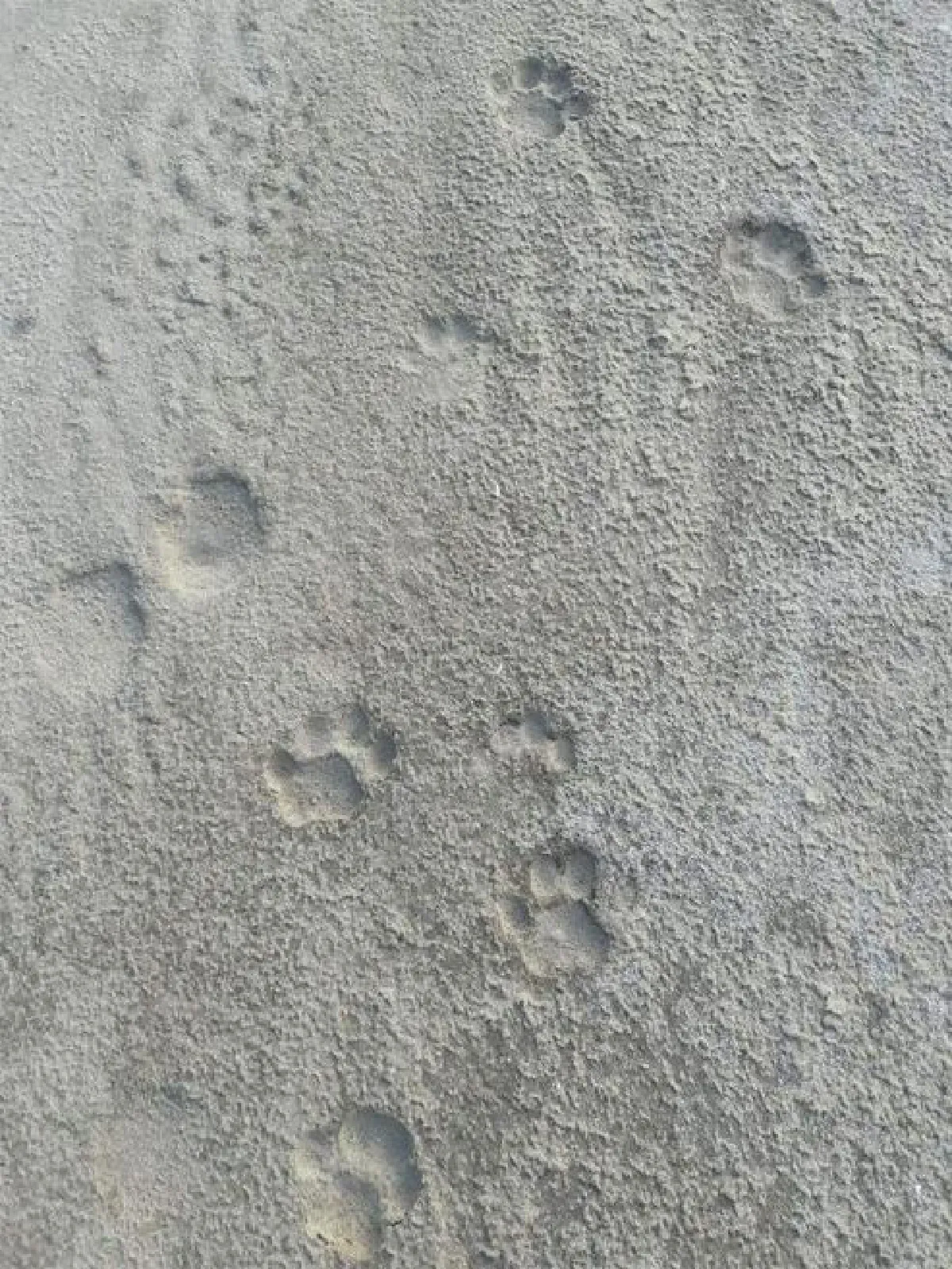 ‘เสือปลา’ อัพเดท!