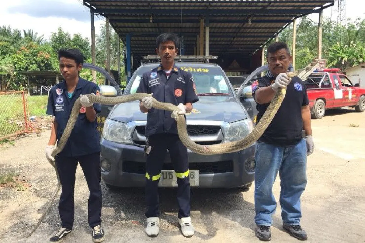 เปิดกระโปรงรถถึงกับช็อค! เจองูจงอางยาว5เมตรในห้องเครื่อง