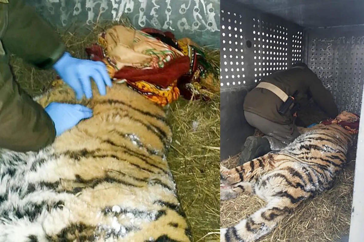 เสือไซบีเรียเดินเข้าหมู่บ้านหาคนช่วยเพราะปวดฟัน