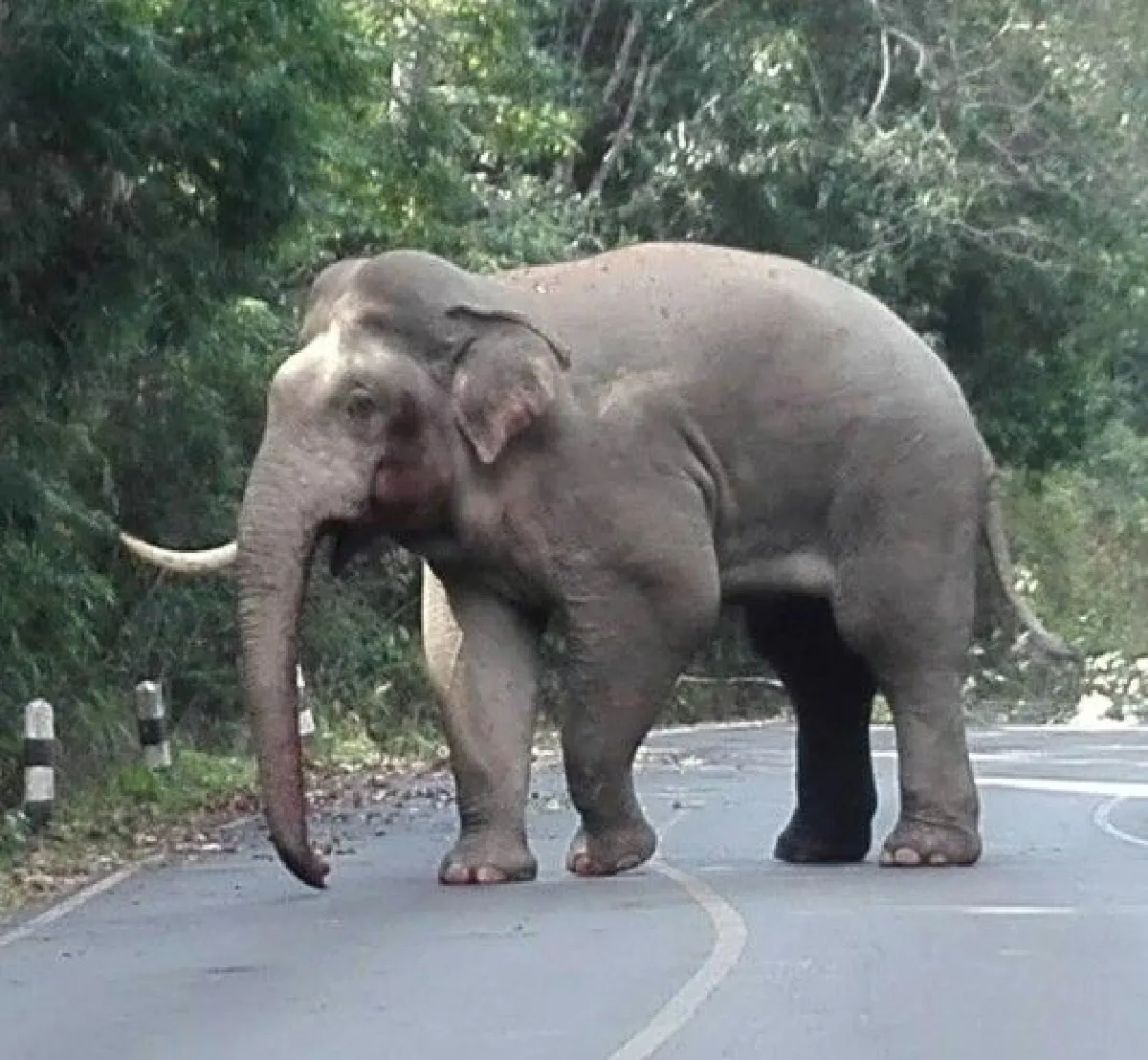 สังเวียนนักสู้! เผยภาพหลังการต่อสู้ของช้างป่าเขาใหญ่ บาดเจ็บงาหัก