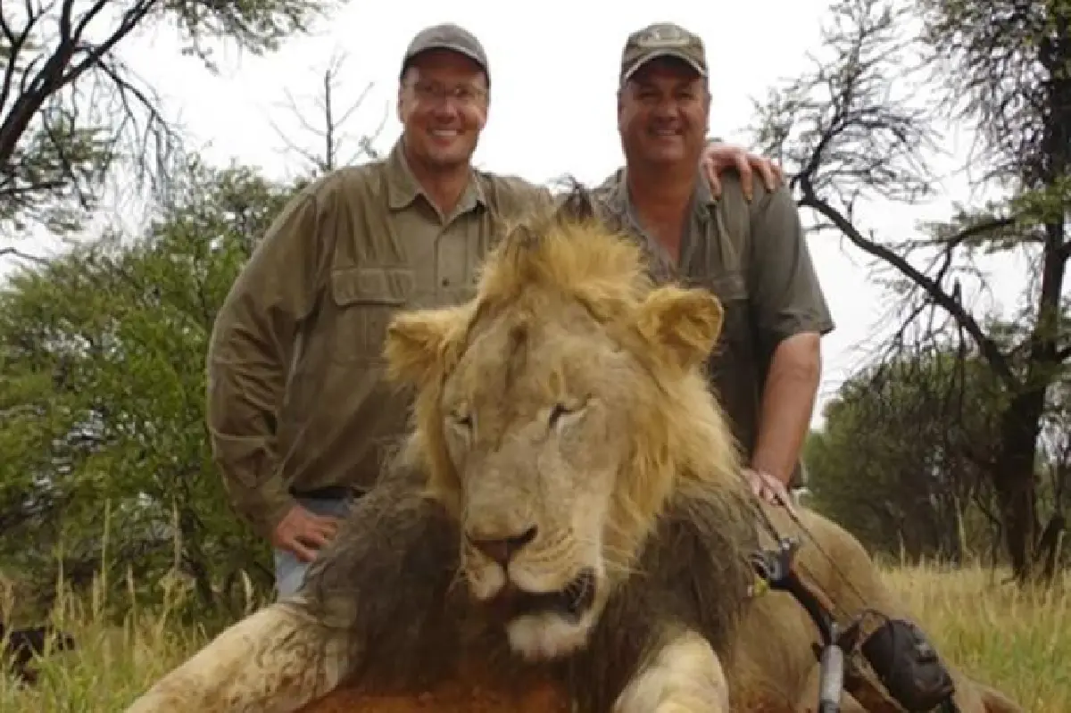 "พัลเมอร์" หมอนายพรานผู้ฆ่า "สิงโตเซซิล" จากผู้ล่าสุดท้ายถูกสังคมตามล่า