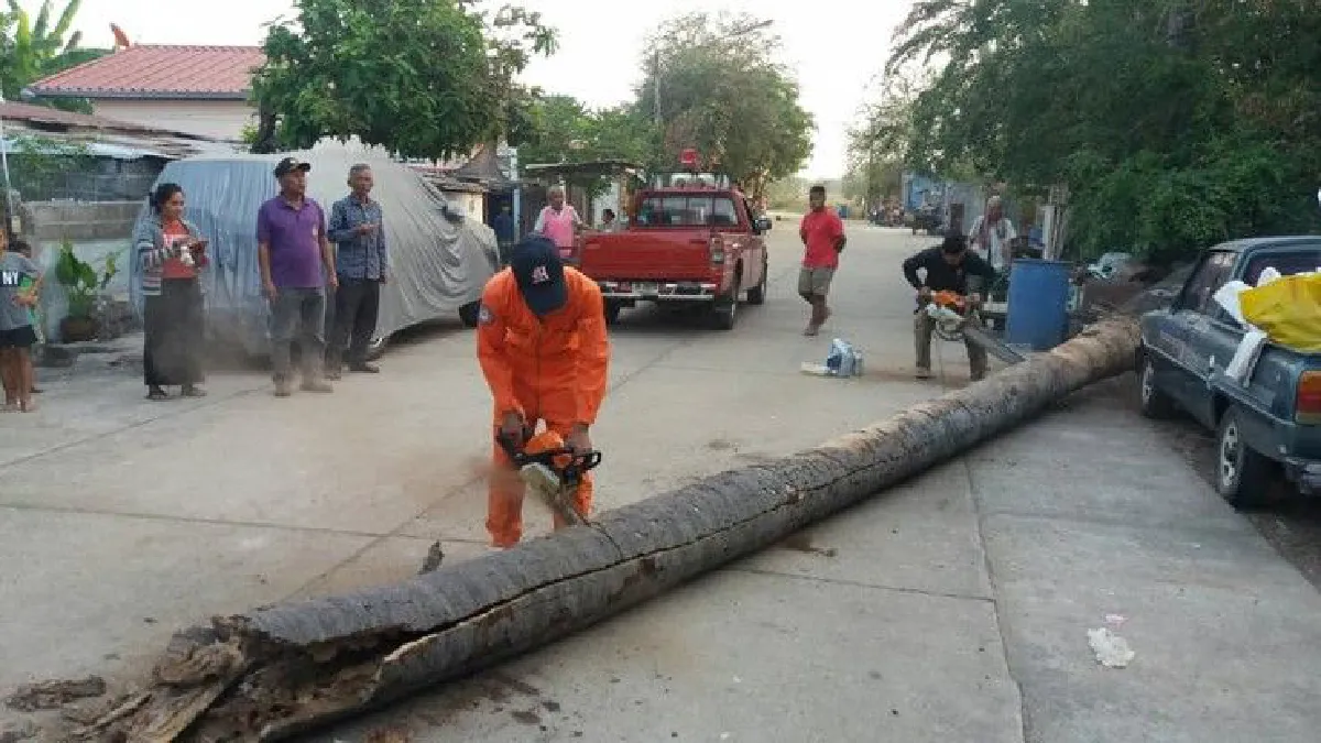 วินาทีต้นไม้หักโค่นเกือบทับร่างเด็ก