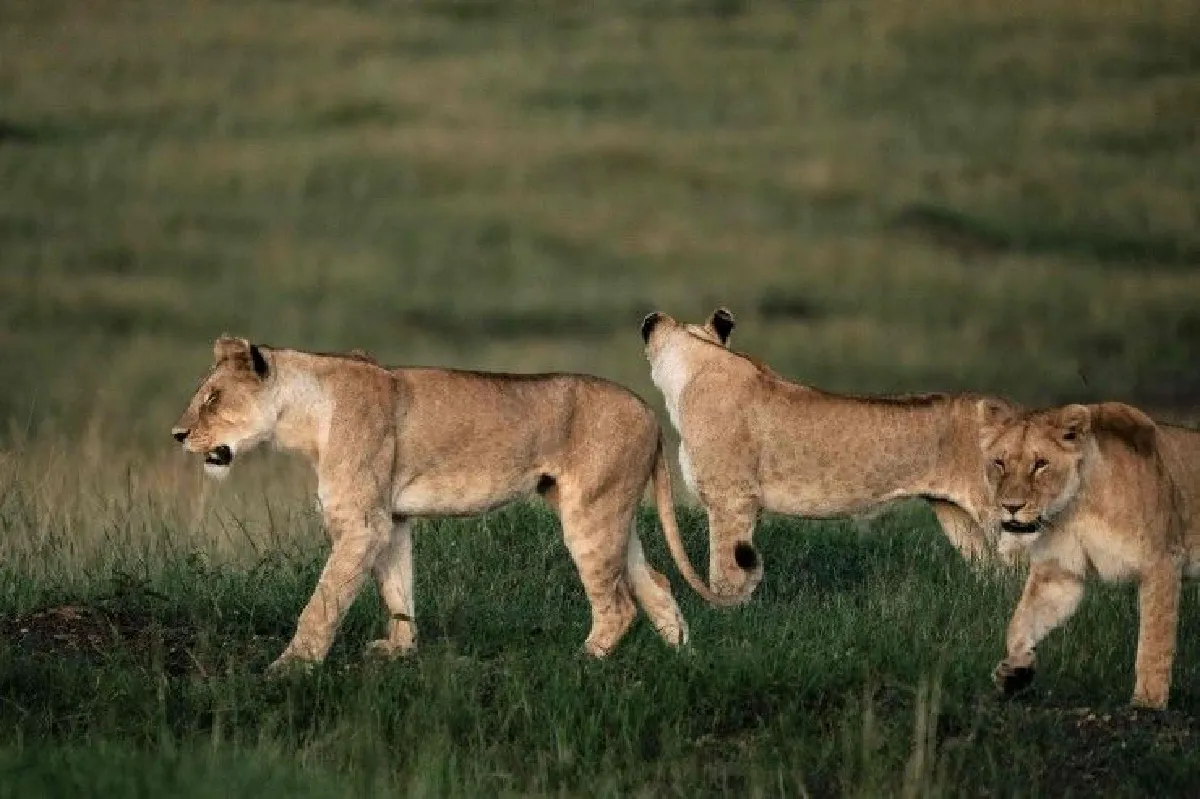 นักล่าสิ้นท่า! เจอฝูงสิงโตรุมขย้ำจนแทบไม่เหลือซาก