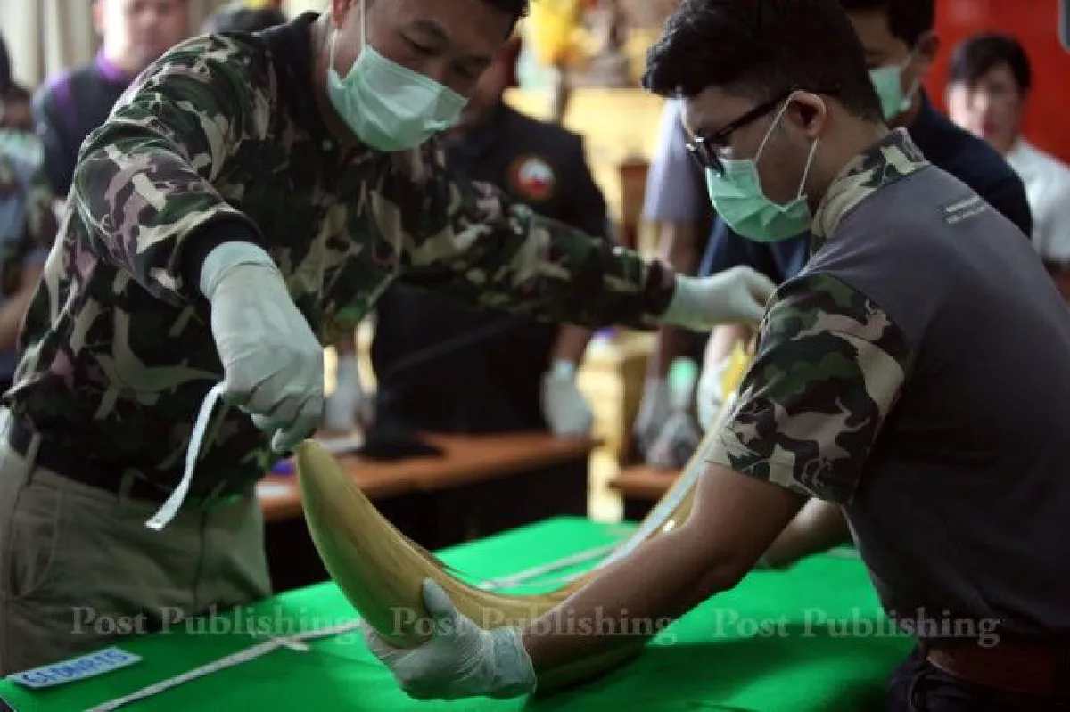 เก็บเนื้อเยื่องาช้าง"เปรมชัย"ตรวจสอบเป็นช้างเอเชียหรือแอฟริกา
