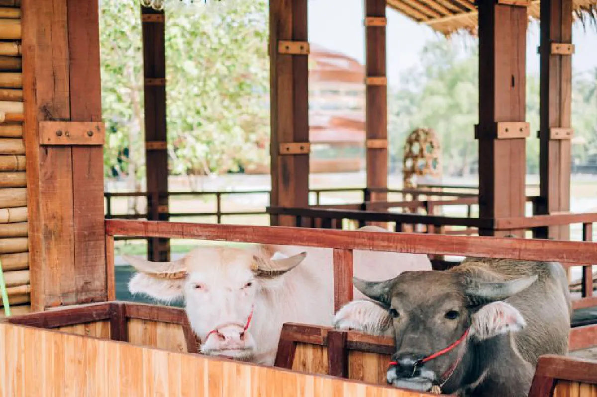 เดอะ บัฟฟาโล อัมพวา แสวงหาและค้นพบ จุดบรรจบชีวิตและสายน้ำ