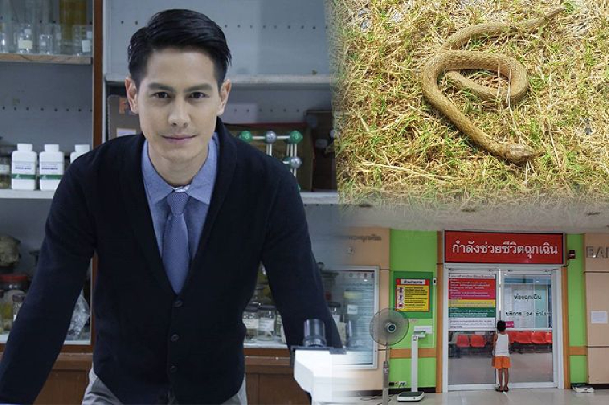 ต้องเจาะเลือดทุก 6 ชั่วโมง หลัง "น้ำ รพีภัทร” ถูกงูกัด ต้องเจาะเลือดทุก 6 ชั่วโมง หลัง "น้ำ รพีภัทร” ถูกงูกัด