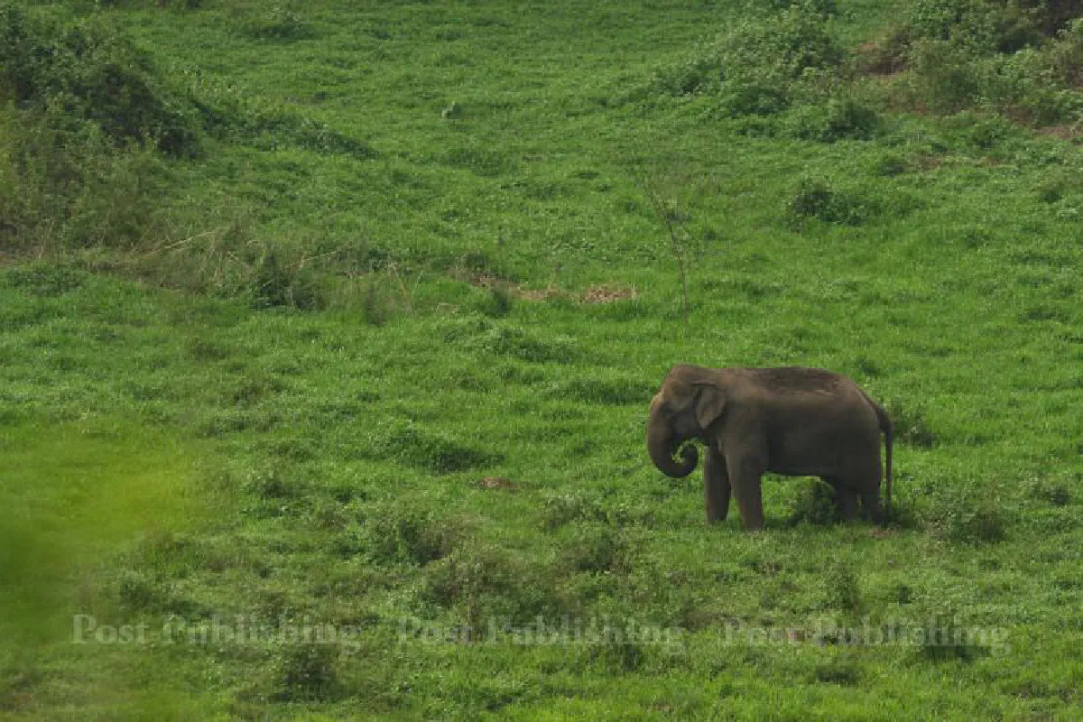 "พวกวีไอพีคิดว่าตัวเองอยู่เหนือกฎหมาย"  วีรยา โอชะกุล ผู้พิทักษ์แห่งห้วยขาแข้ง