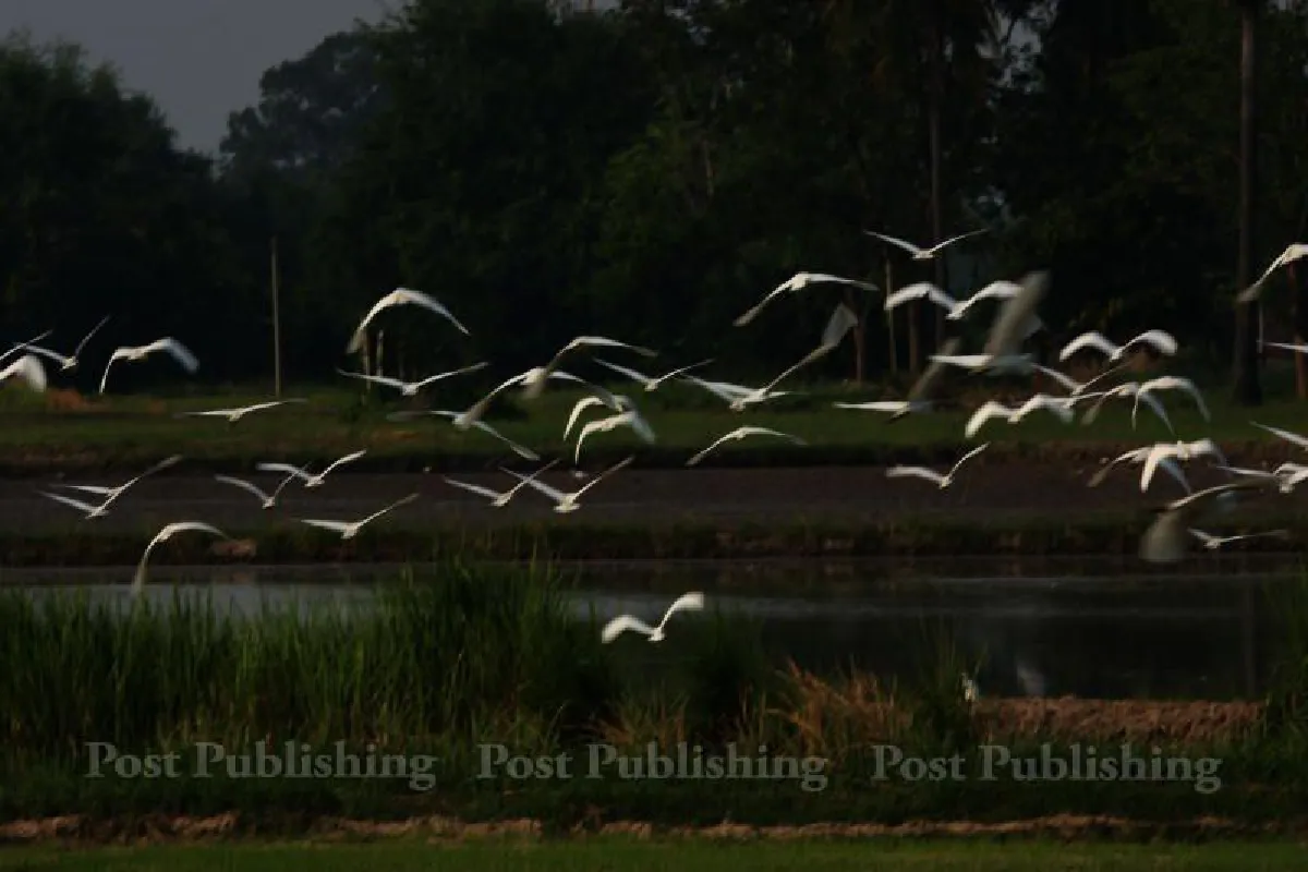 "พวกวีไอพีคิดว่าตัวเองอยู่เหนือกฎหมาย"  วีรยา โอชะกุล ผู้พิทักษ์แห่งห้วยขาแข้ง