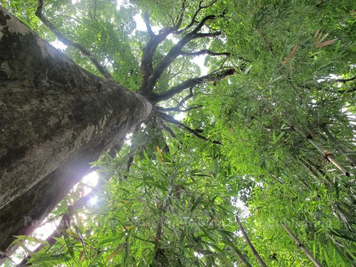 "พวกวีไอพีคิดว่าตัวเองอยู่เหนือกฎหมาย"  วีรยา โอชะกุล ผู้พิทักษ์แห่งห้วยขาแข้ง