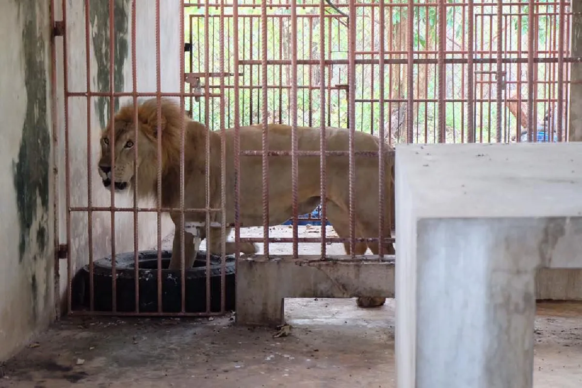 หนังติดกระดูก! สภาพสัตว์ที่เหลือในวัดเสือ