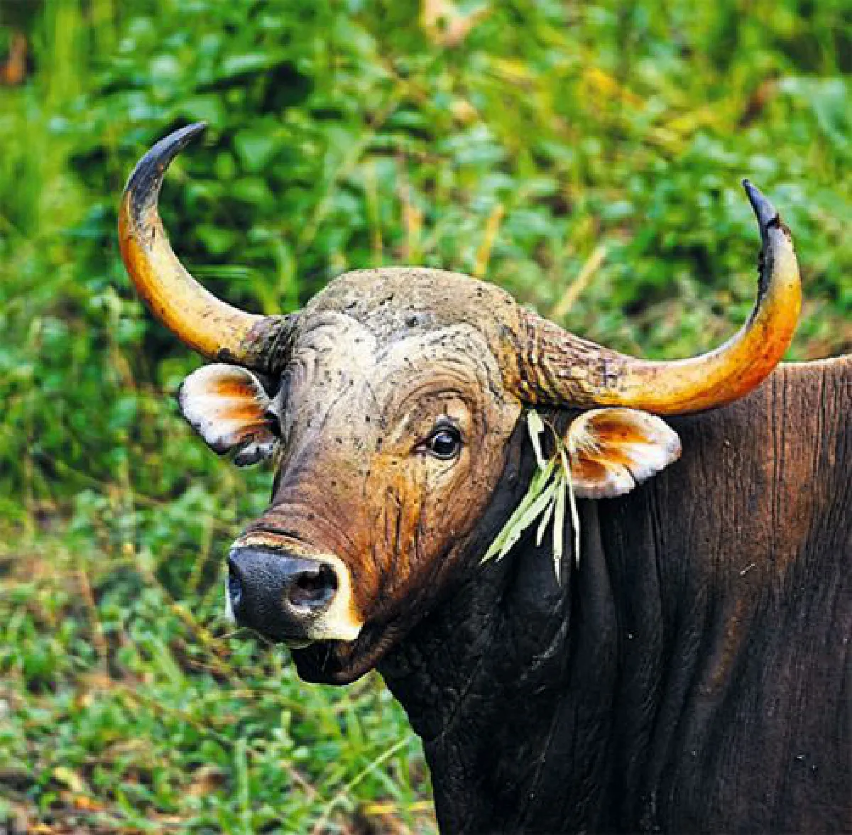 ปลุกหัวใจ คนไทยพิทักษ์ป่า