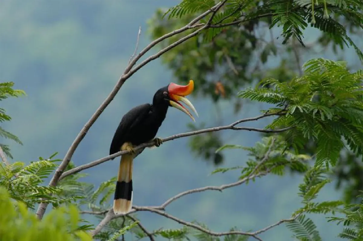 ปลุกหัวใจ คนไทยพิทักษ์ป่า