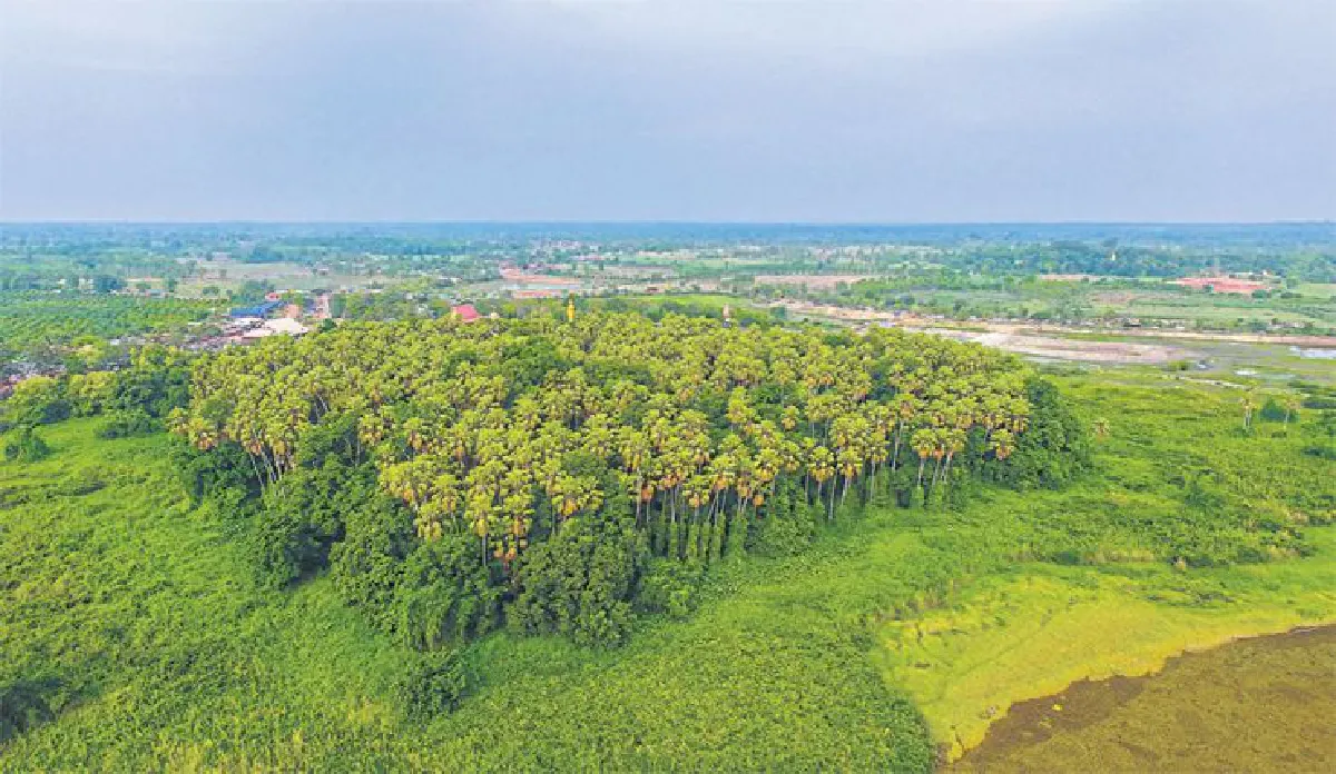 บันทึกไว้...ต้นไม้แห่งแผ่นดิน