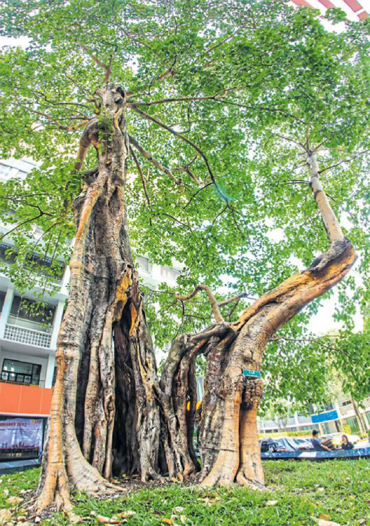 บันทึกไว้...ต้นไม้แห่งแผ่นดิน