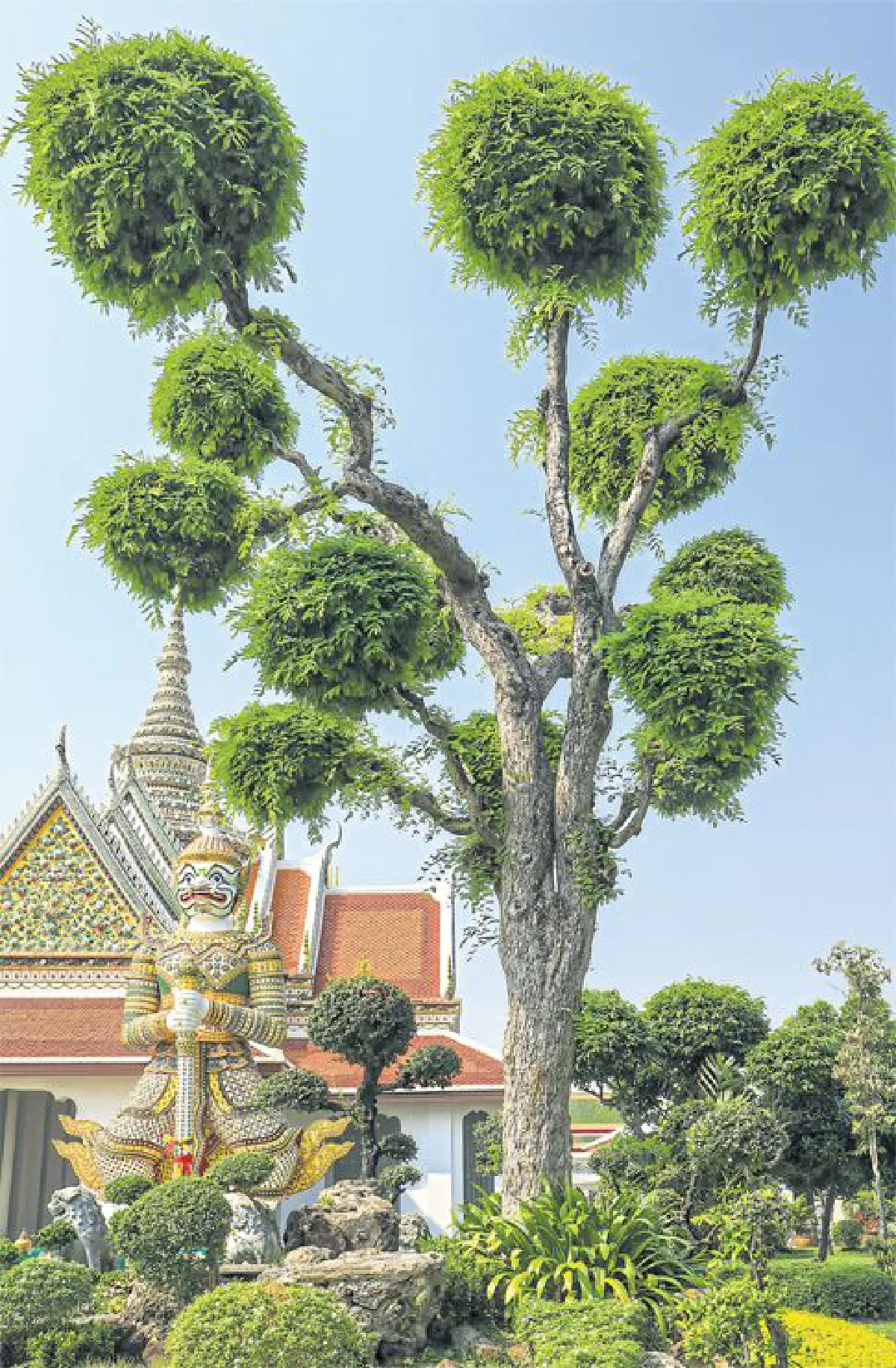 บันทึกไว้...ต้นไม้แห่งแผ่นดิน