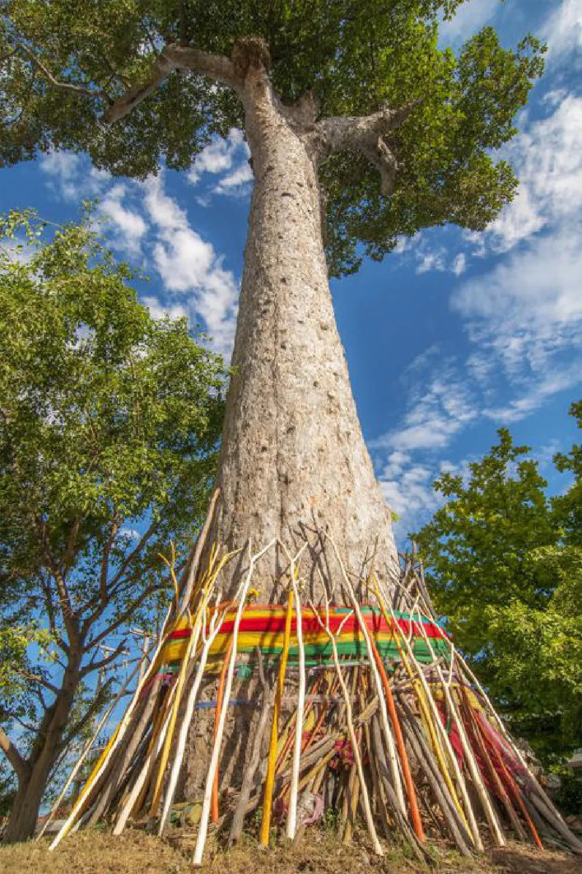 บันทึกไว้...ต้นไม้แห่งแผ่นดิน