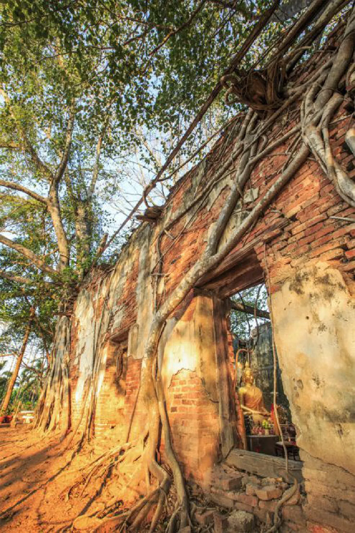 บันทึกไว้...ต้นไม้แห่งแผ่นดิน