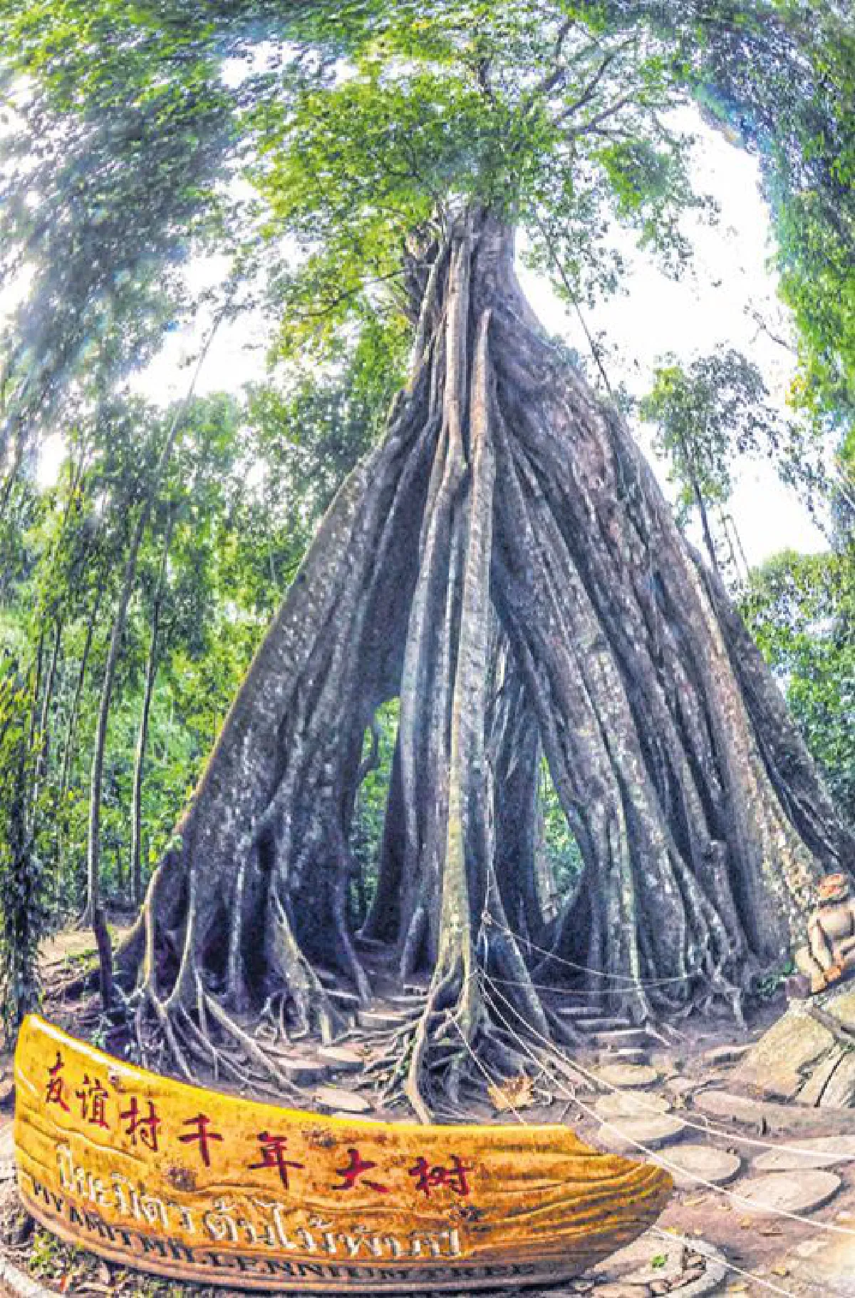 บันทึกไว้...ต้นไม้แห่งแผ่นดิน