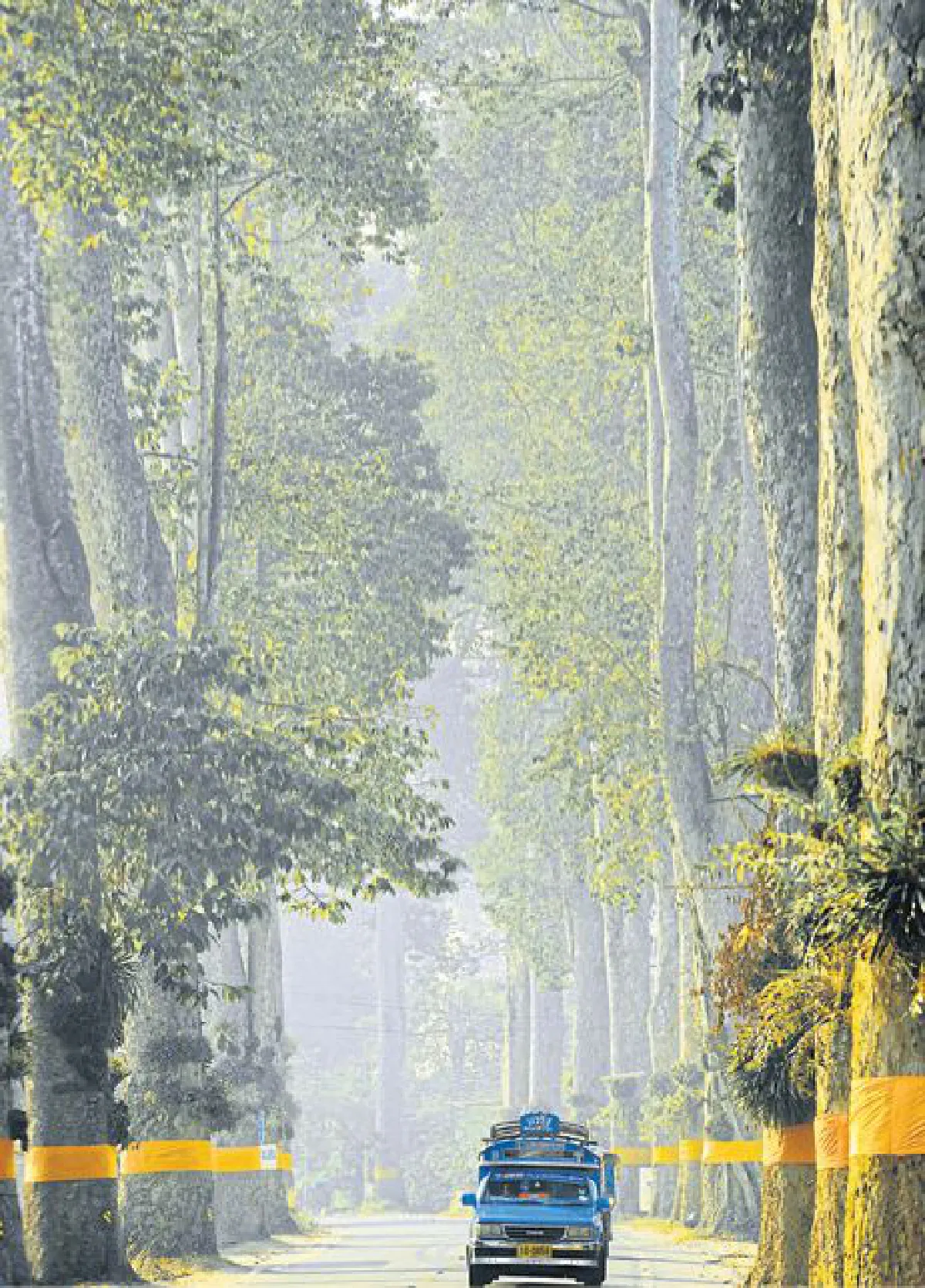 บันทึกไว้...ต้นไม้แห่งแผ่นดิน