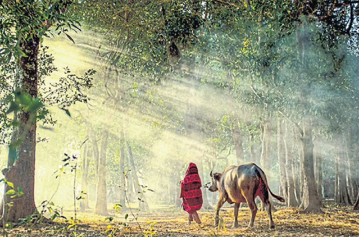 บันทึกไว้...ต้นไม้แห่งแผ่นดิน