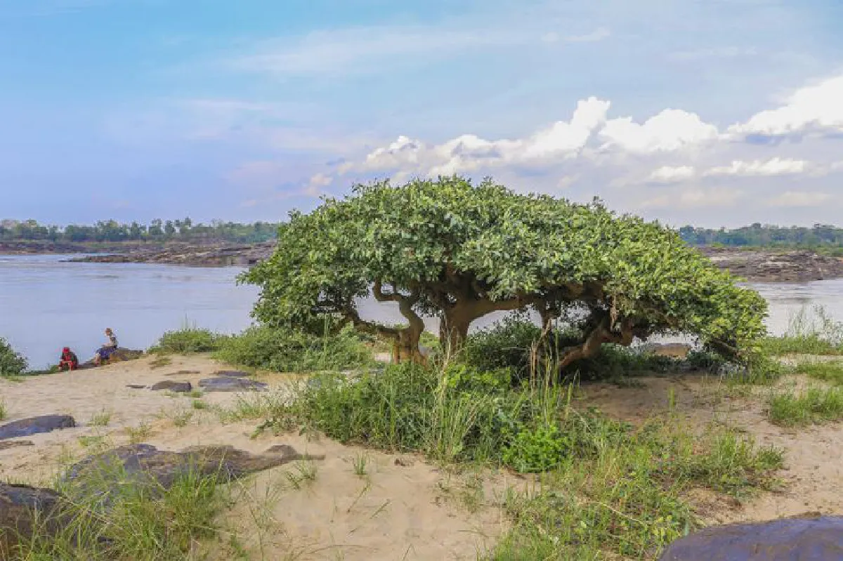 บันทึกไว้...ต้นไม้แห่งแผ่นดิน