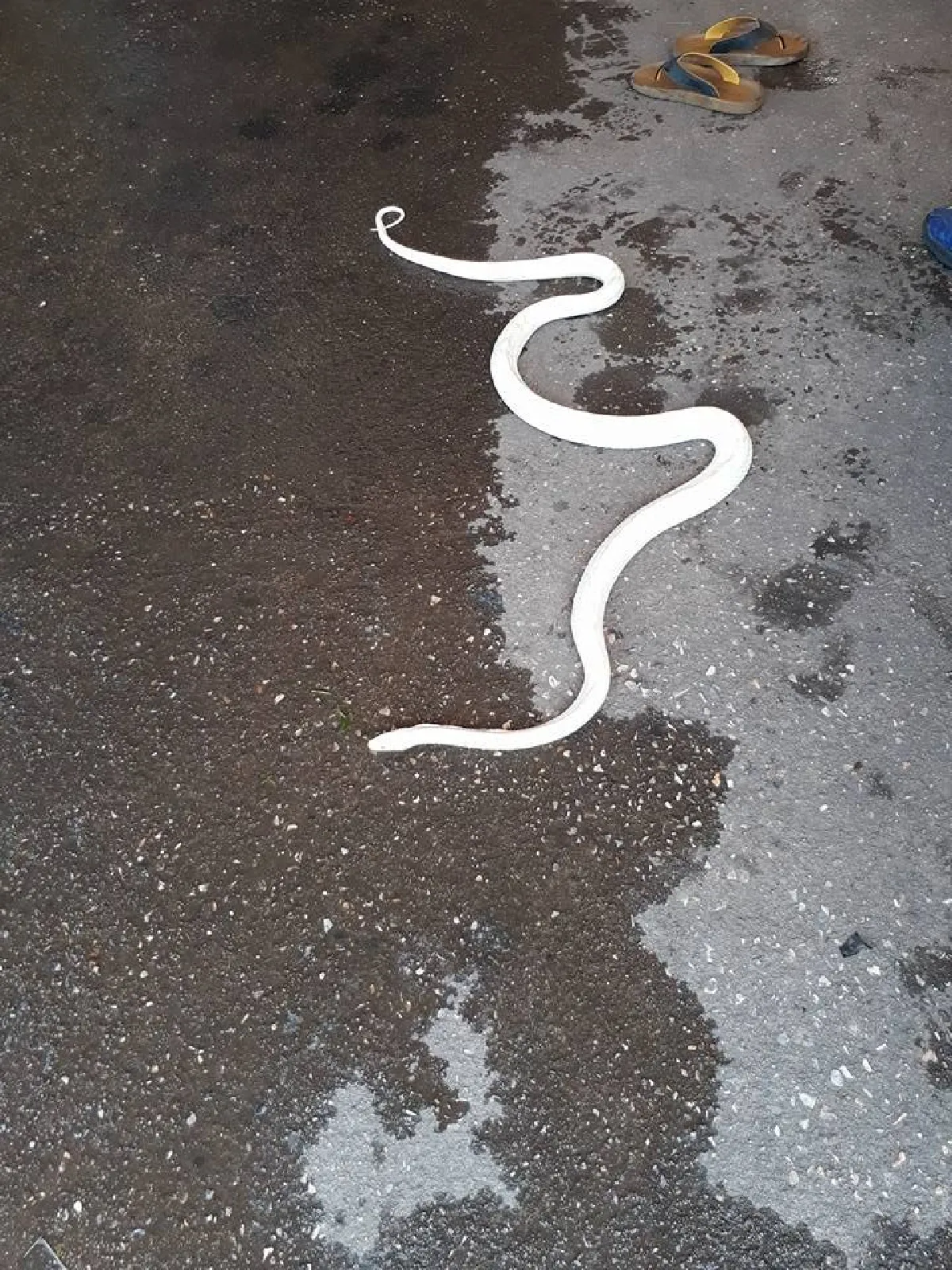 ผู้โดยสารฮือฮา! งูเผือก โผล่กลางขนส่งฯกำแพงเพชร