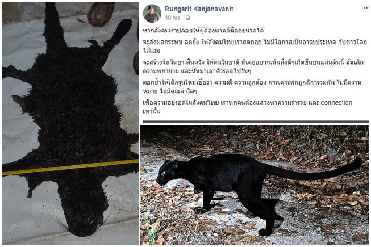 นักอนุรักษ์ชี้หากปล่อยคนร้ายฆ่าเสือดำลอยนวลเท่ากับทำให้สังคมไทยถดถอย นักอนุรักษ์ชี้หากปล่อยคนร้ายฆ่าเสือดำลอยนวลเท่ากับทำให้สังคมไทยถดถอย