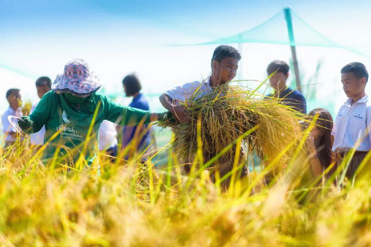 พลังงานบริสุทธิ์ พลังงานเพื่อสังคม