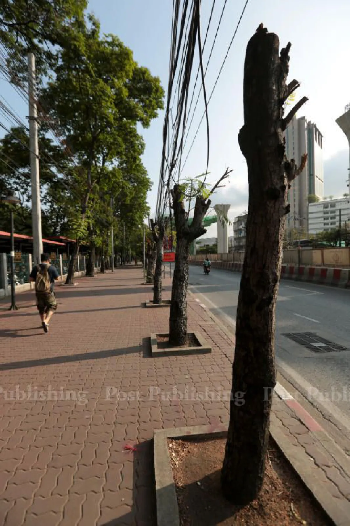 อิตาเลียนไทยฯ ยันตัดต้นไม้หน้า ม.เกษตร ไม่ทำให้ตาย