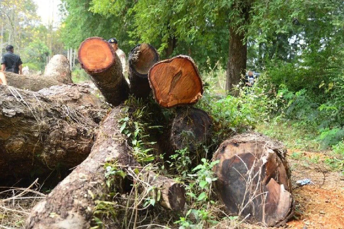 เจ้าหน้าที่ยึดไม้หวงห้ามจำนวนมากรอตรวจสอบขอแปรรูปถูกต้องหรือไม่