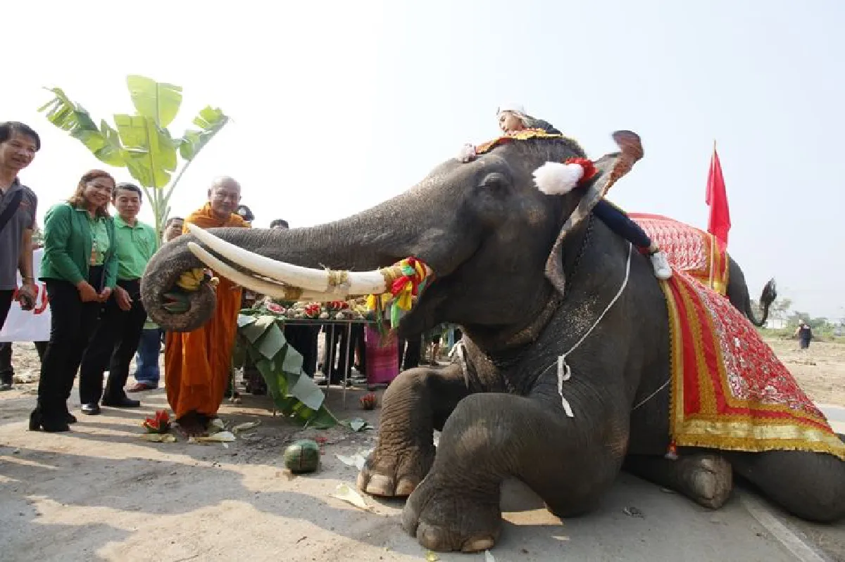กรุงเก่าจัดใหญ่เลี้ยงโต๊ะจีนช้างเนื่องในวันช้างไทย