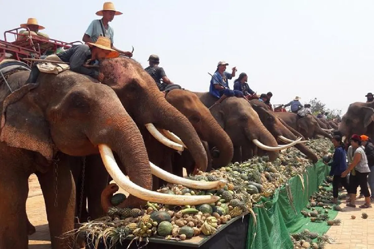 งานวันช้างไทยที่สุรินทร์จัดใหญ่นักท่องเที่ยวแห่ความงานคึก
