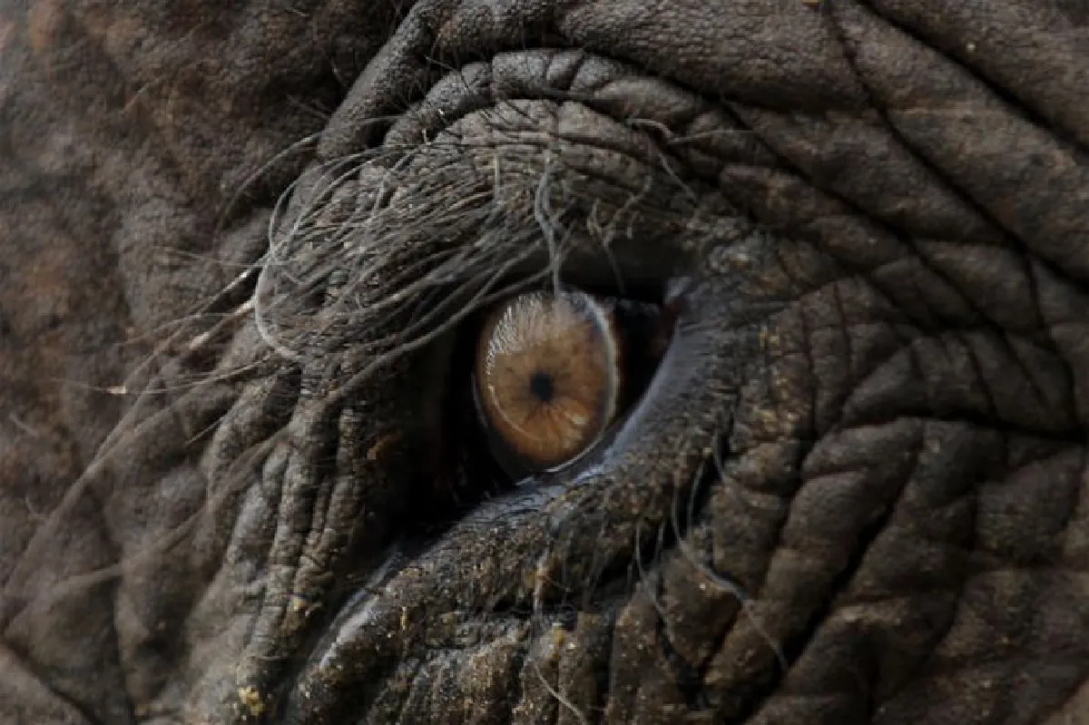 น่ายินดีและยังเป็นห่วง "วันช้างไทย"