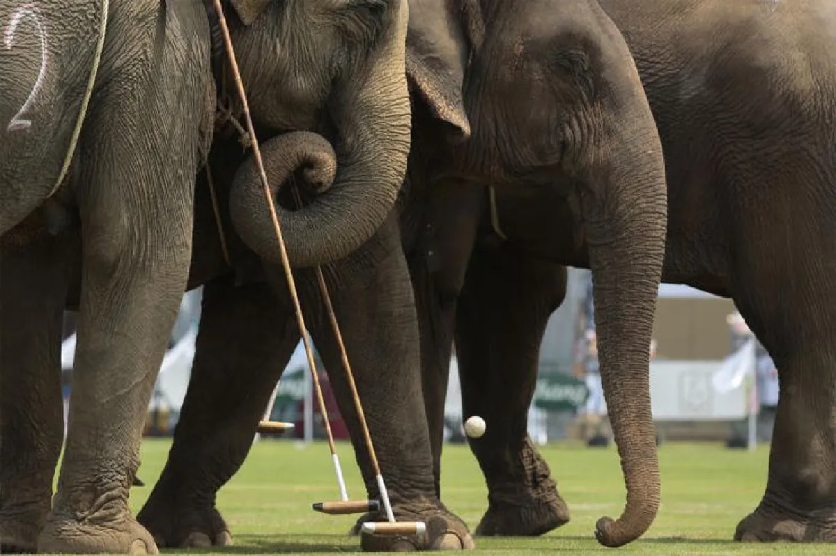 น่ายินดีและยังเป็นห่วง "วันช้างไทย"
