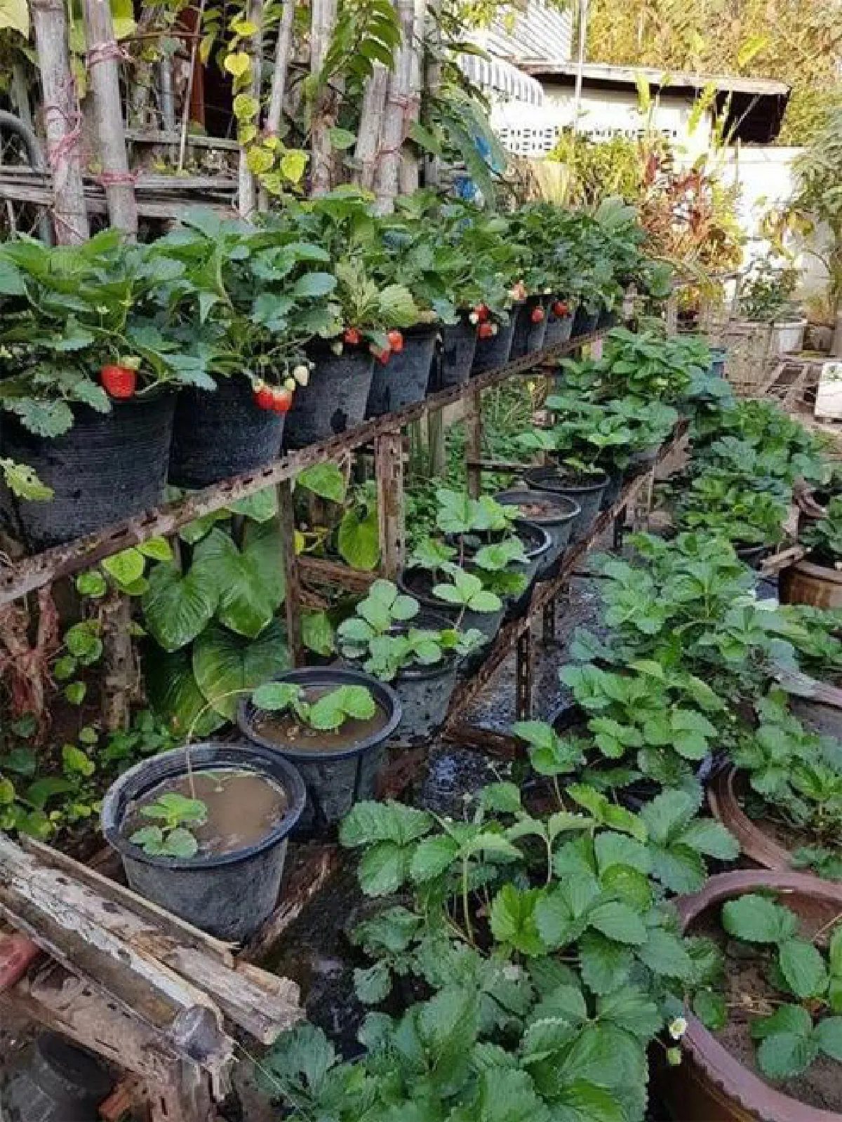 เดียว วรตั้งตระกูล รองซีอีโอผู้รักธรรมชาติ