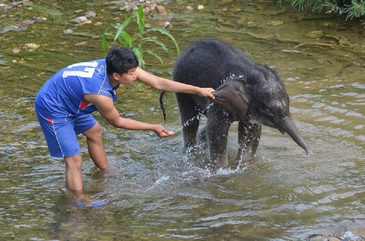 นาทีประทับใจ! โขลงช้างพบ “เจ้าบุญมาก” ลูกน้อยที่พลัดหลง