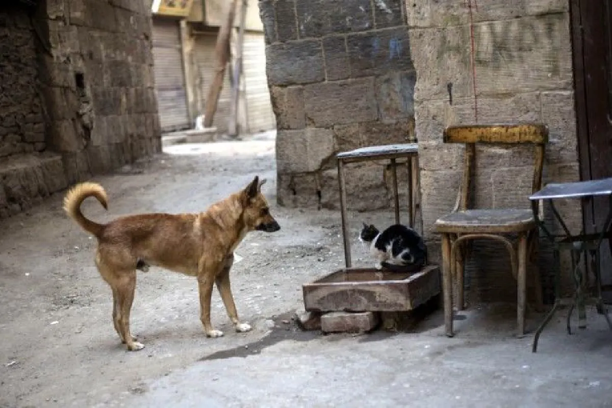 เมื่อ"อียิปต์" แก้ปัญหาสุนัขจรจัด แจกรางวัลคนช่วยจับหมามากำจัด