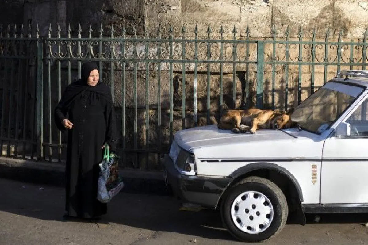 เมื่อ"อียิปต์" แก้ปัญหาสุนัขจรจัด แจกรางวัลคนช่วยจับหมามากำจัด