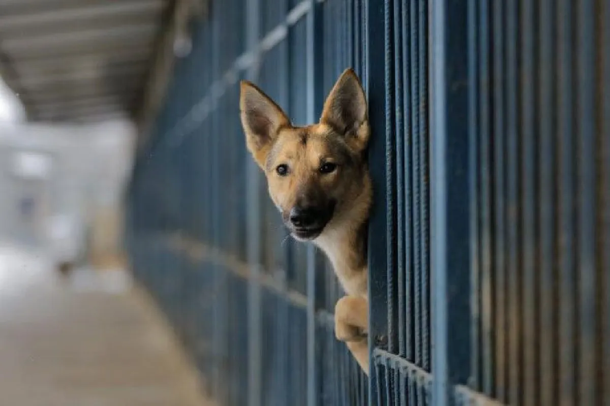 เมื่อ"อียิปต์" แก้ปัญหาสุนัขจรจัด แจกรางวัลคนช่วยจับหมามากำจัด