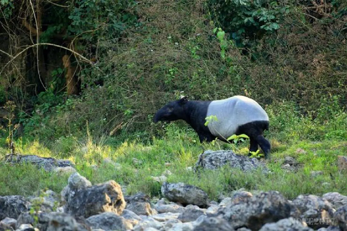 วัชรบูล ลี้สุวรรณ วันที่เดินเข้าป่า