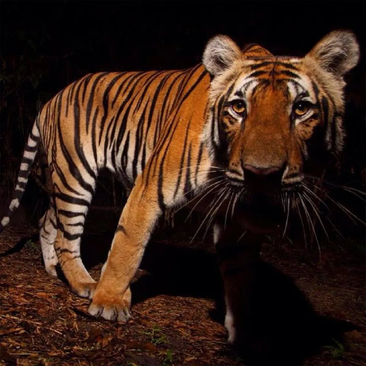 วัชรบูล ลี้สุวรรณ วันที่เดินเข้าป่า