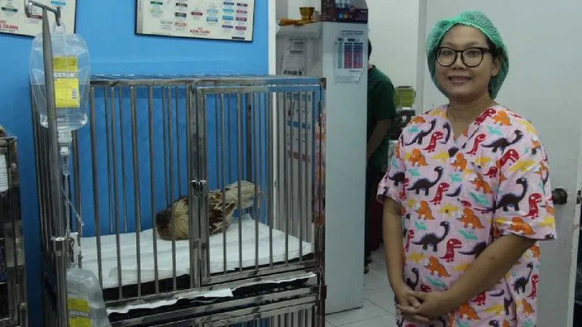 พบไก่ชนหัวหายไปเกือบครึ่ง แต่ยังมีชีวิตอยู่ได้