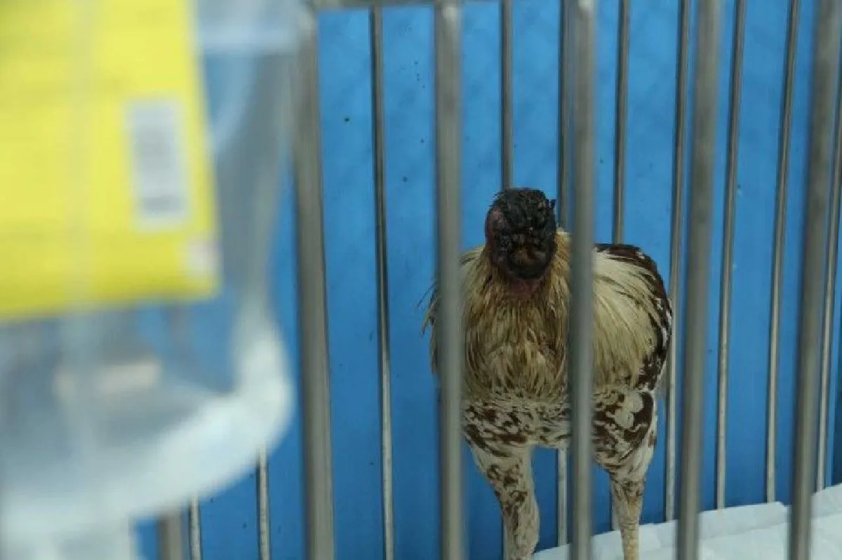 พบไก่ชนหัวหายไปเกือบครึ่ง แต่ยังมีชีวิตอยู่ได้