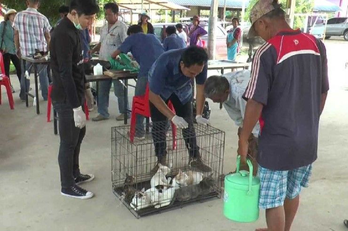 บุรีรัมย์พบหมา-แมวติดพิษสุนัขบ้าเพิ่ม! ขณะที่วัคซีนเริ่มขาดแคลน บุรีรัมย์พบหมา-แมวติดพิษสุนัขบ้าเพิ่ม! ขณะที่วัคซีนเริ่มขาดแคลน
