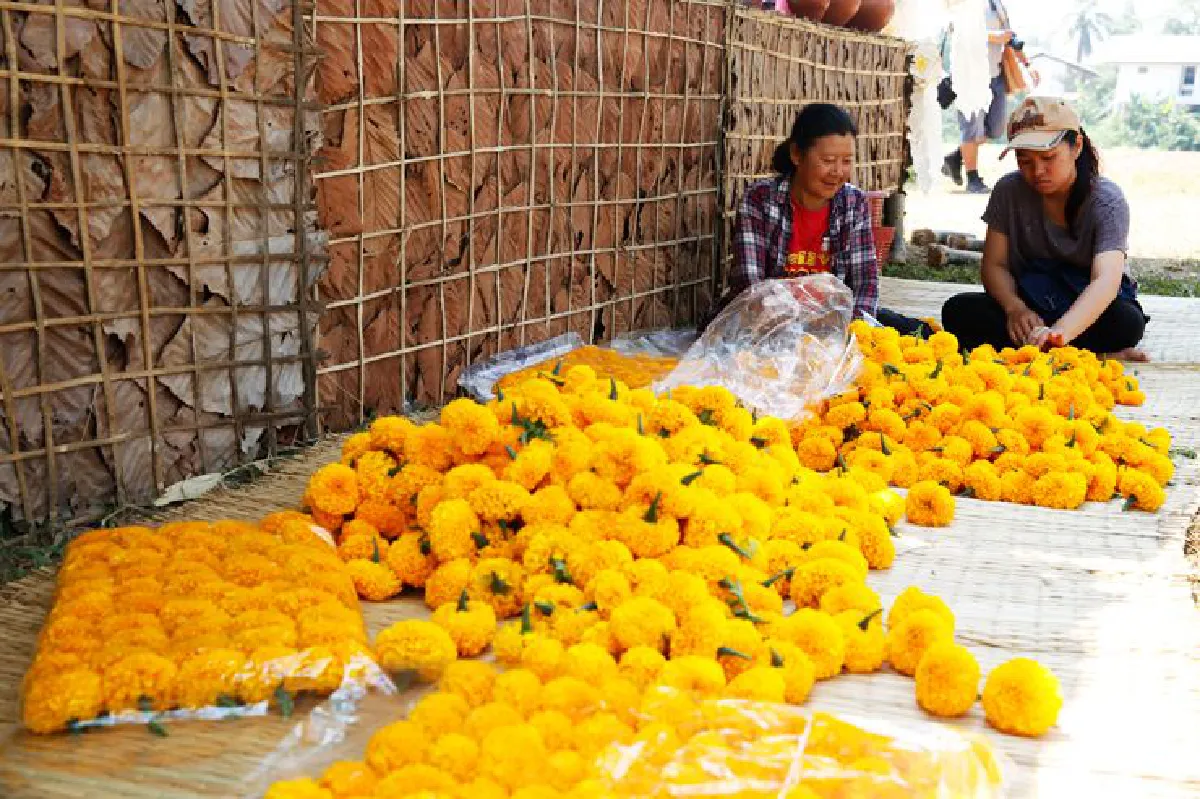 "ม่วงตึ๊ด" ครึกครื้นแบบเนิบช้า