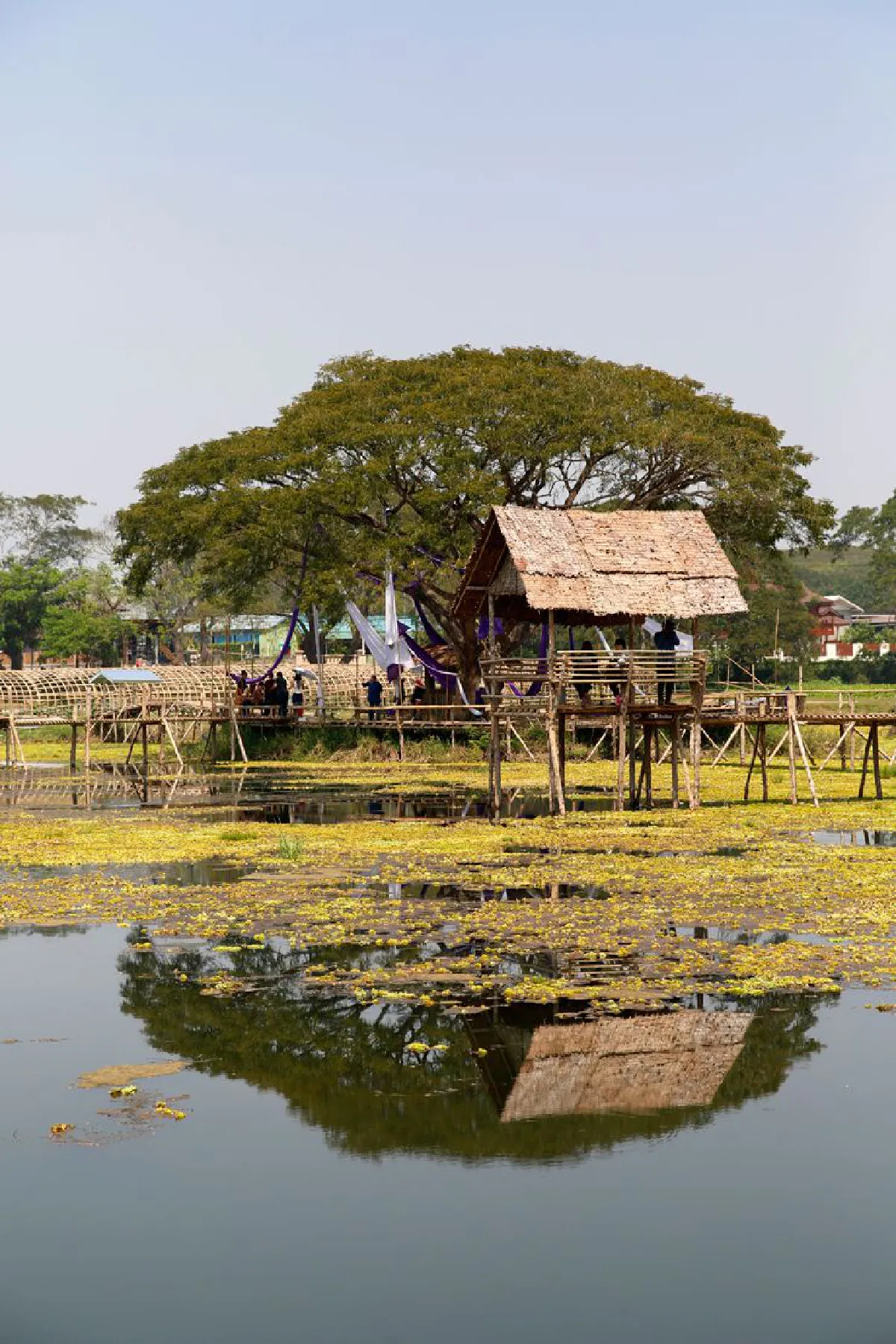 "ม่วงตึ๊ด" ครึกครื้นแบบเนิบช้า