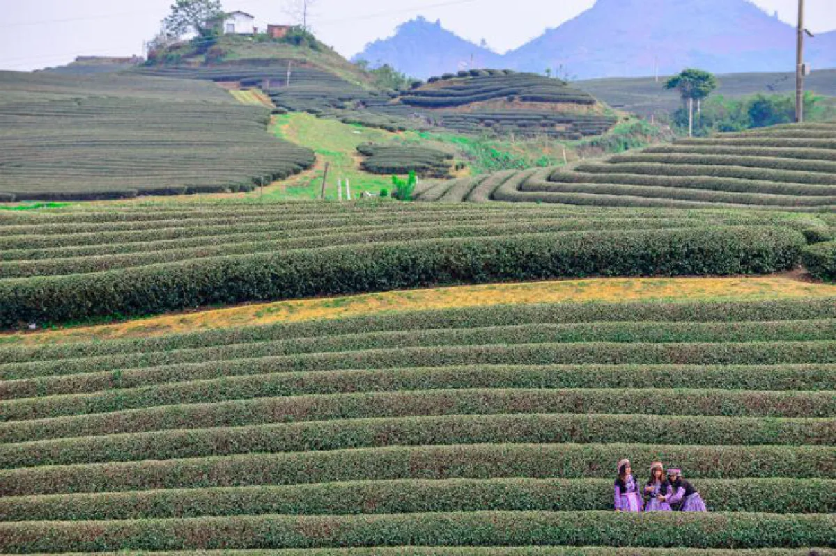 ยอมทิ้งหัวใจไว้ที่หมกโจว์ ประเทศเวียดนาม